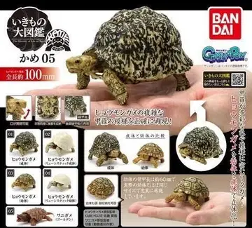 생물대도감 거북이 05 전 5종 세트