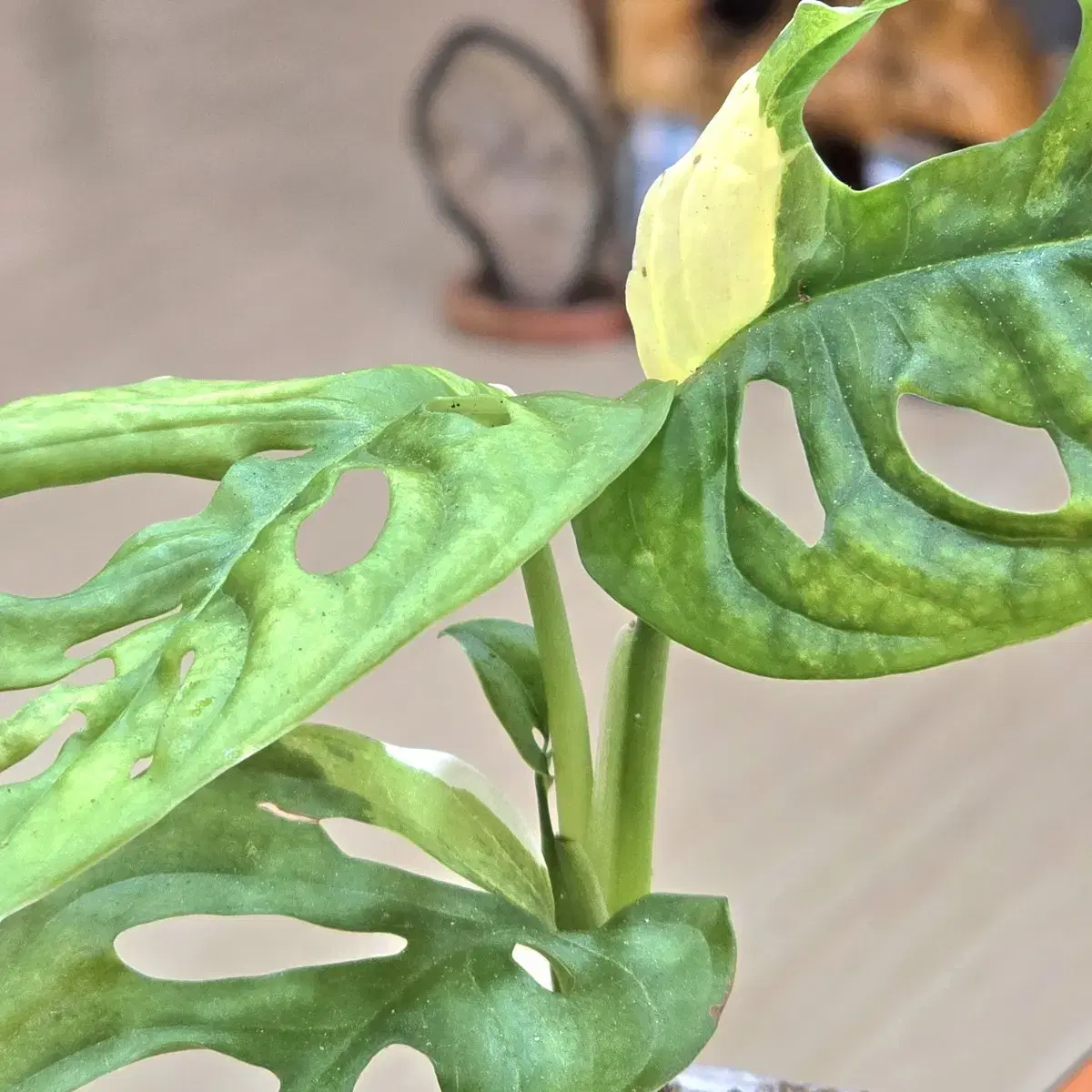 Monstera Acuminata Variegata