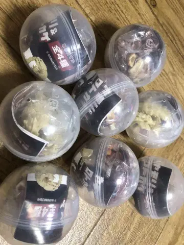오니타마 도마뱀 & 아르마딜로 도마뱀 8개 세트