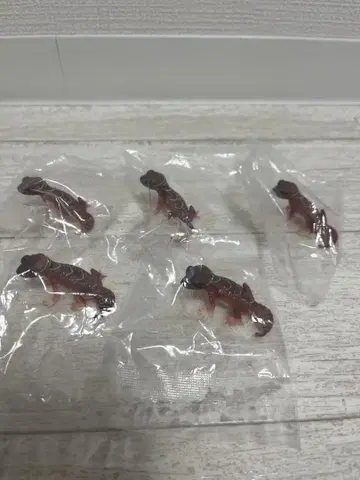 나메하다타마오도마뱀 레오파드게코 힐야모리? 13마리 세트