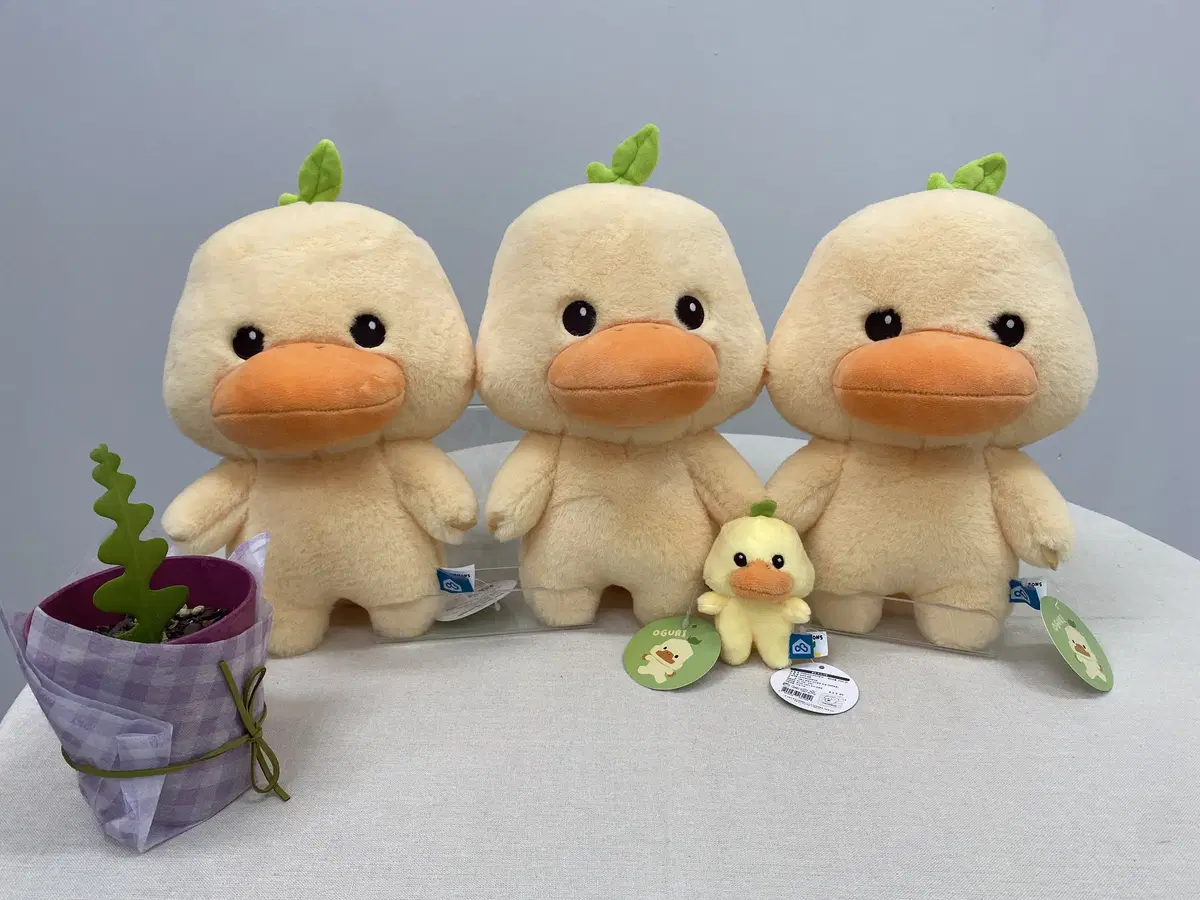 Oguri Medium Doll 27cm