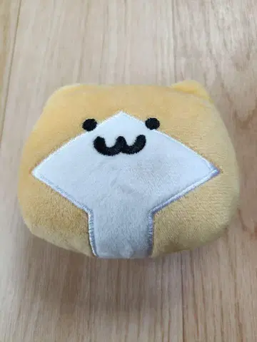 문구와 함께 새끼 고양이 코인 케이스