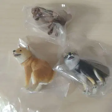 훈마리~누 시바견 블랙 시바 토이 푸들