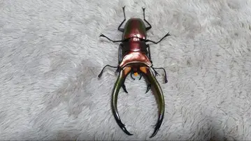 생물대도감 07 에라후스호소아카사슴벌레