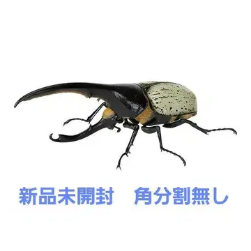 헤라클레스 리키 블루 생물대도감 카부토무시 07 온라인 버전