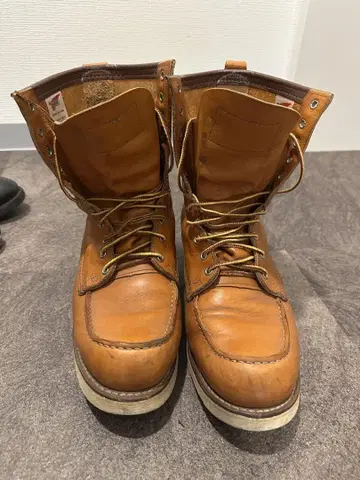 REDWING 아이리쉬 세터 9877 10D
