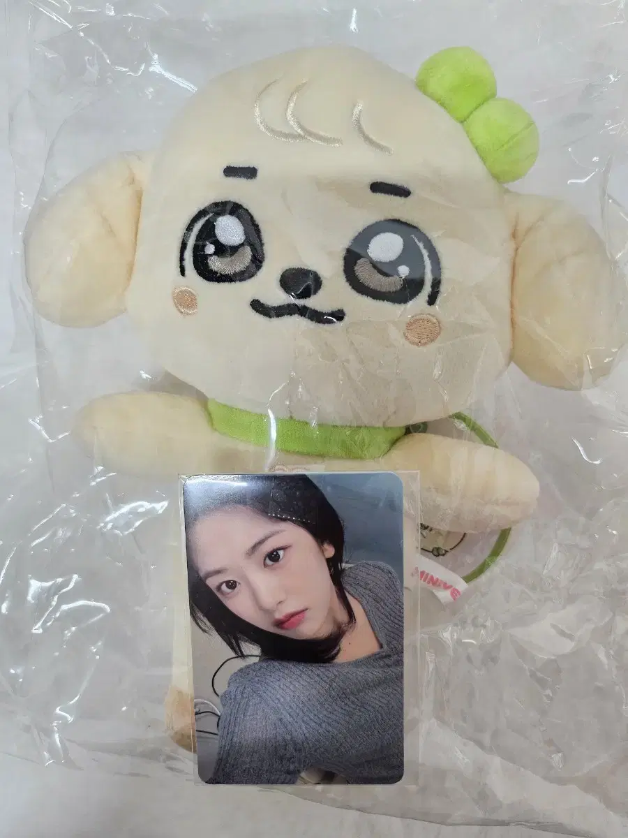 미니브스쿨 팝업 강안지(소) + 특전(유진)