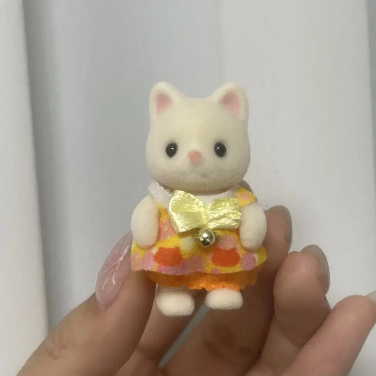 실바니안 실크캣 고양이