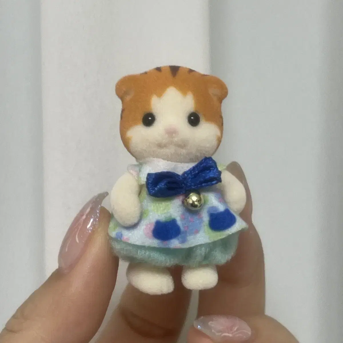 실바니안 메이플 고양이