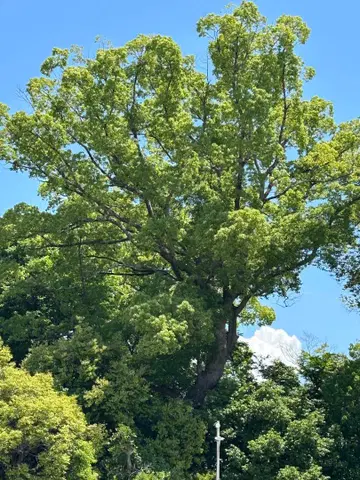 비어즐리 패치워크 해린 스커트 꽃무늬 프리 사이즈