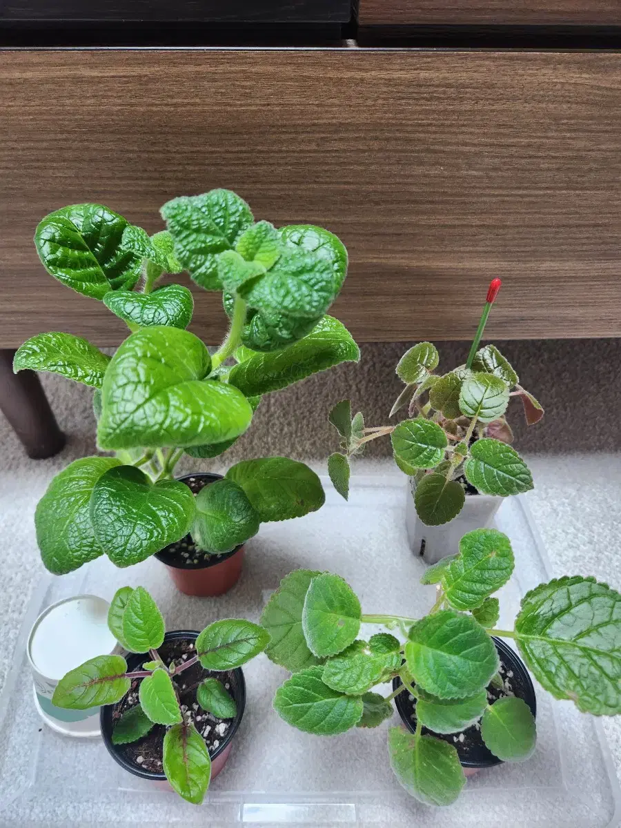 Four types of Sinningia