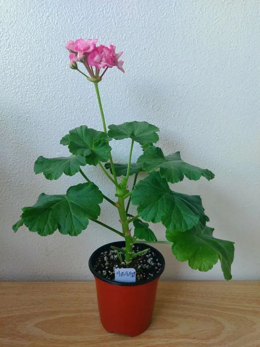 Geranium - Cap i.m