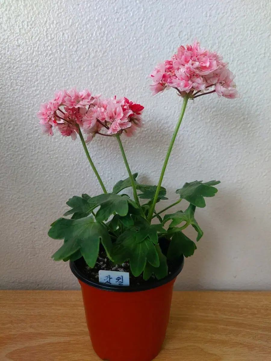 Geranium - Gottshell