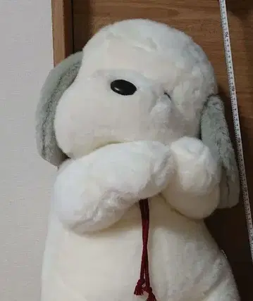 우메키치 약 70cm