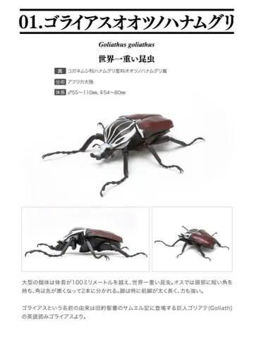 생물대도감 고리아스 오오츠노하나무리