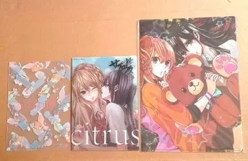 citrus 시트러스 클리어 파일 3장 세트 사브로타