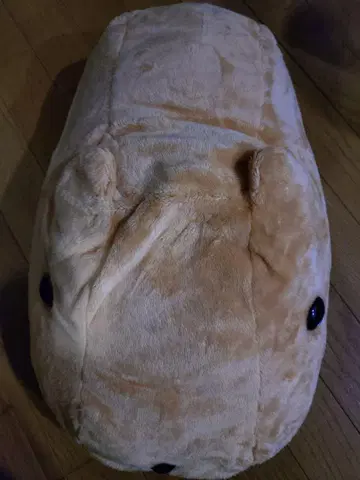 카피바라 씨, 엄청나게 큰 봉제 인형