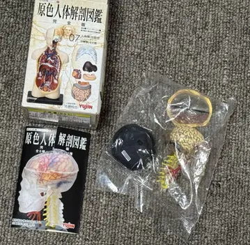 원색 인체 해부 도감 완전판 시크릿
