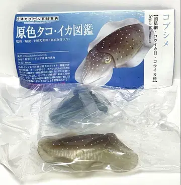원색 문어 도감 코부시메