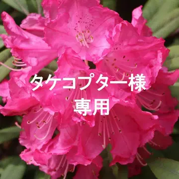 목걸이