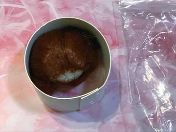 tinyfox 모코이 가발 미사용 새상품