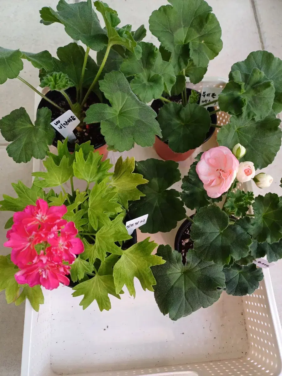 Byzantium and 3 Geraniums