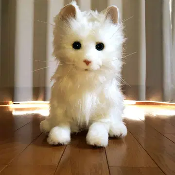 꿈의 고양이 프리미엄