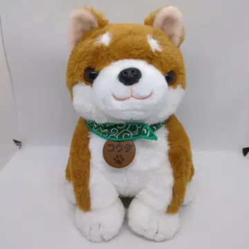 안녕하세요, 시바견 코타입니다.