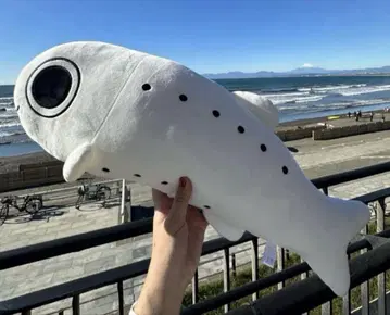 2등 신에노시마 수족관 에노스이 봉제 인형 쿠지 시라스