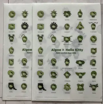Algae x Hello Kitty 클리어 파일 세트 2개