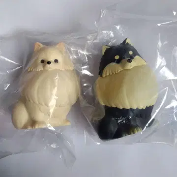 빛나는 목걸이를 한 산책용 포메 라이트 크림 블랙 & 탄 가챠