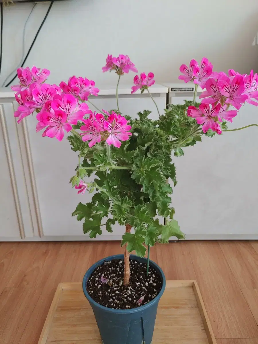 Single Stem Lime Geranium, Extra Large (Shipping Included)