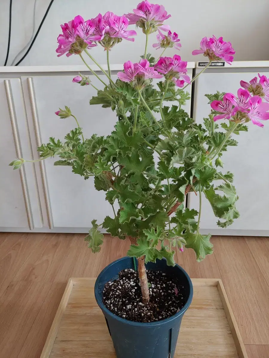 Single Stem Lime Geranium, Extra Large (Different Shape, Shipping Included)