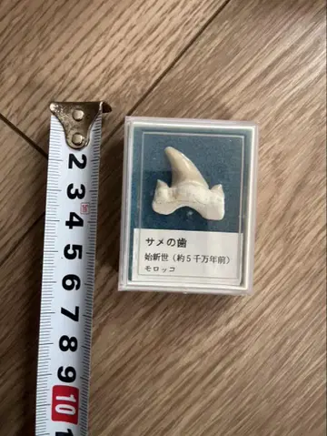 상어의 이빨 약 5천만 년 전 모로코산