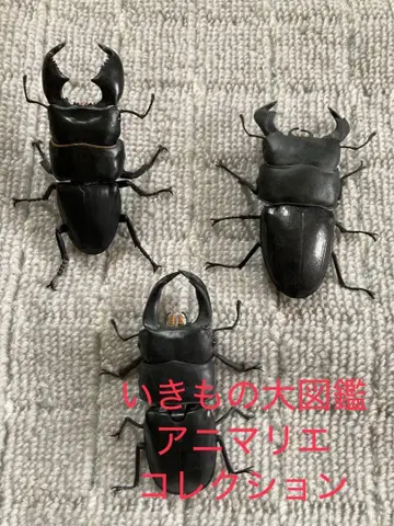 생물대도감 애니마리에 컬렉션 히라타쿠와가타 오오쿠와가타