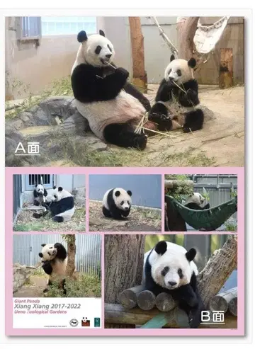 샨샨 양면 포스터