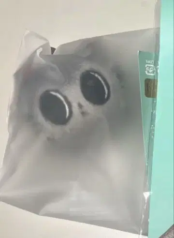 TXT 풀바투 팝업 일본 한정판 다고냥 세트