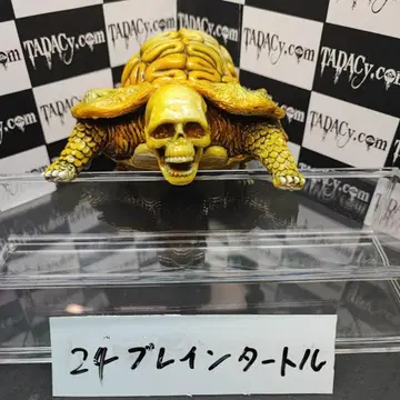 24 브레인 터틀