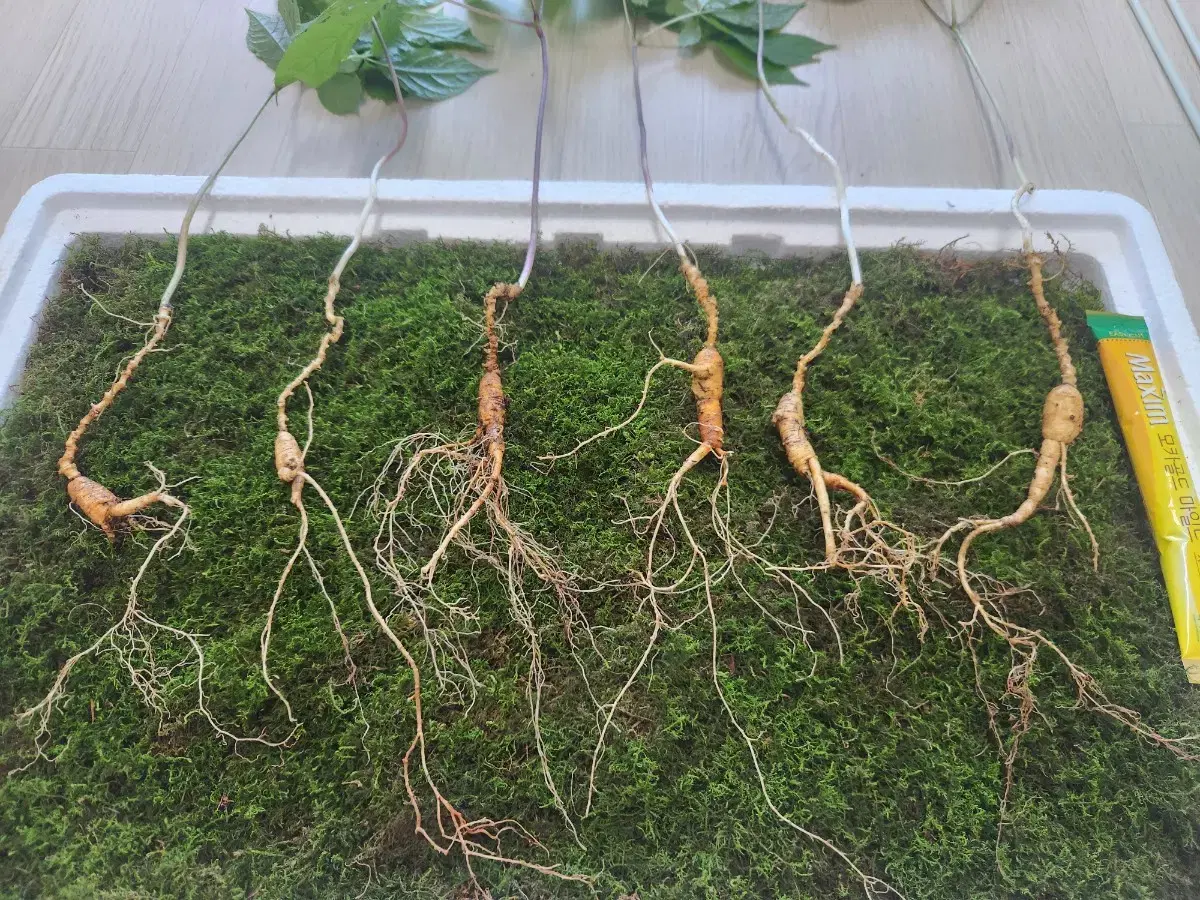 Natural Wild Ginseng Health Gift