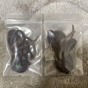 고로즈 가죽 끈 짙은 갈색