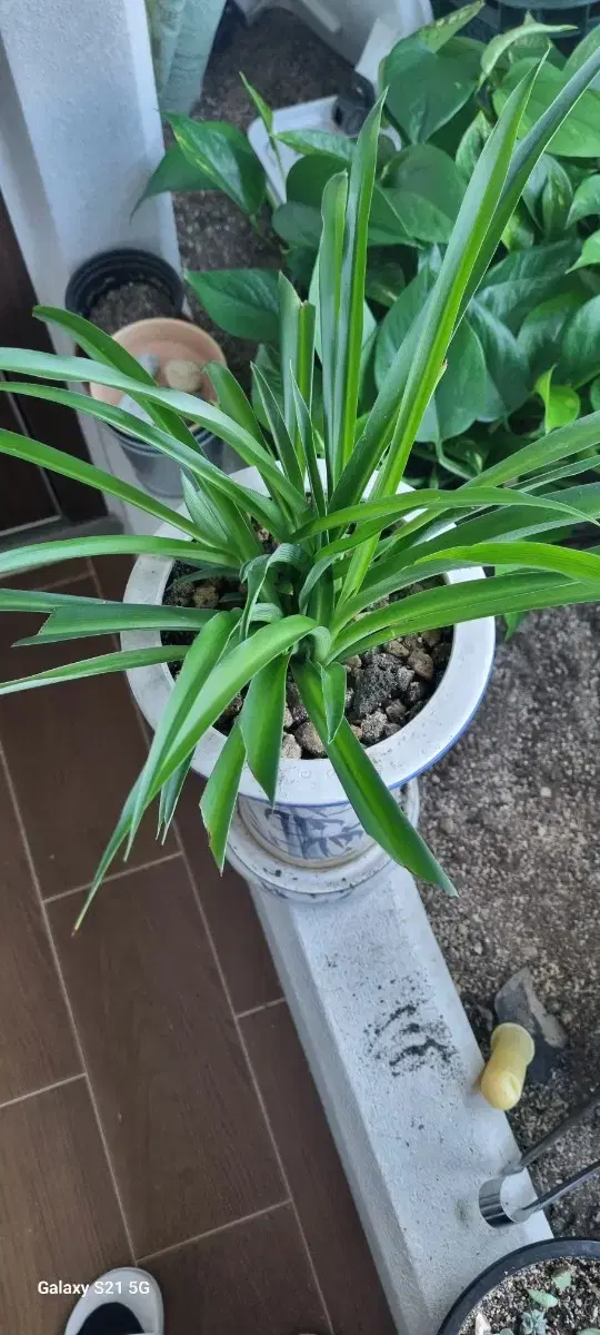 Spider Plant Pot