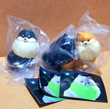 빛나는 목걸이를 착용한 산책용 포메 라이트 3개 세트