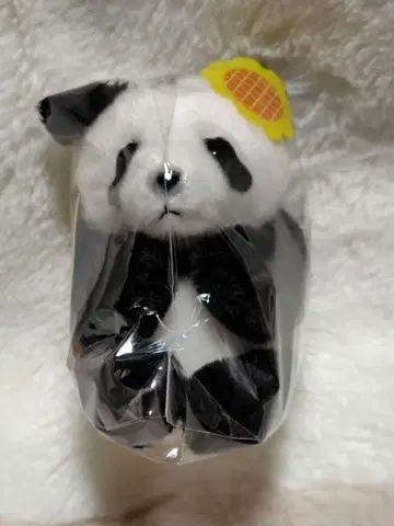 외출 샨샨 해바라기