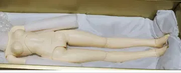 SDGr 란마 바디 핸드에 씨앗이 붙어 있습니다.
