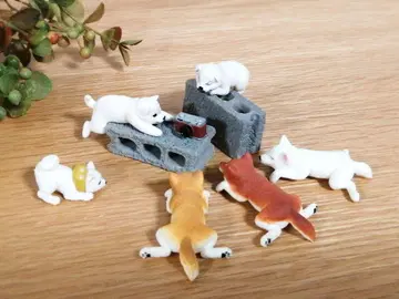 미니어처 시바견 누워있는 강아지들