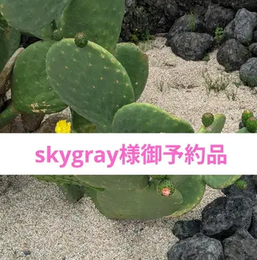 skygray님 3점 예약 상품