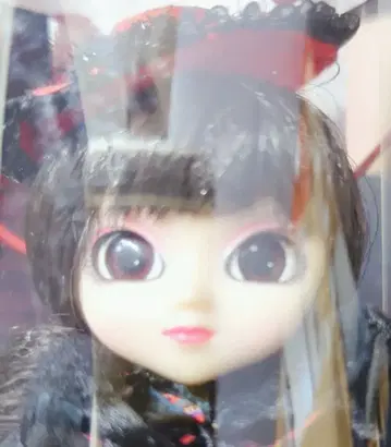 준 플랜 리틀 풀립 파나티카