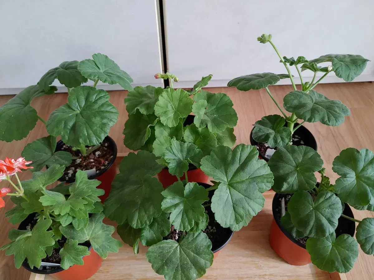 6 Geraniums, Bulk (Shipping Included)