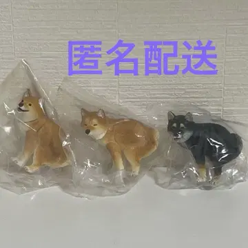 훈마리~누 시바견 블랙 시바견 시크릿