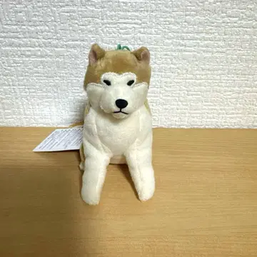 포근한 아키타견 하치베
